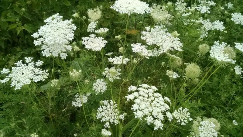 Queen Annes Lace Daucus carota