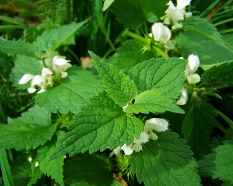 Stinging Nettle Urtica dioica