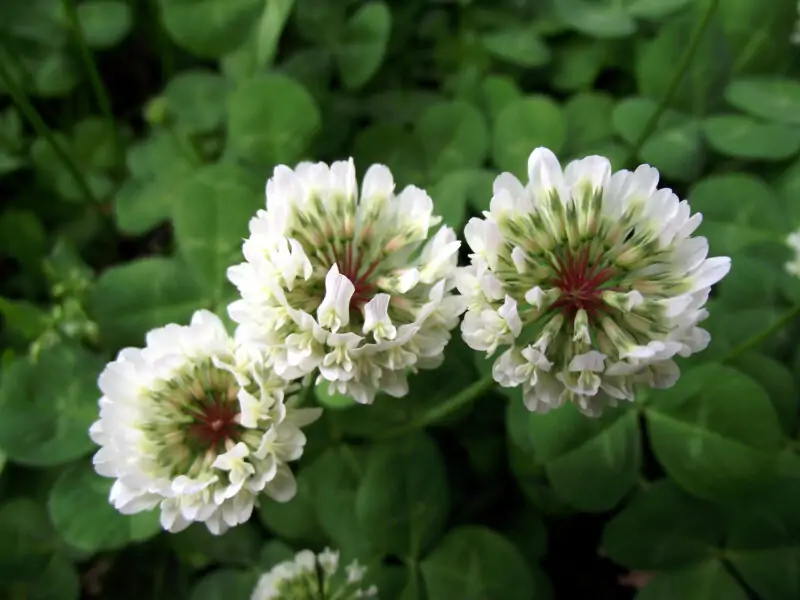 Trifolium repens white clover