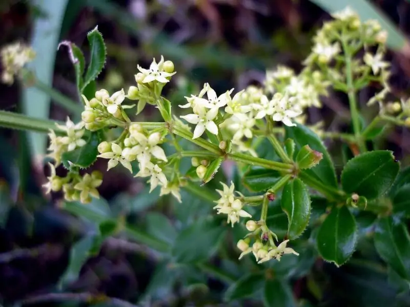 Wild Madder Rubia peregrina