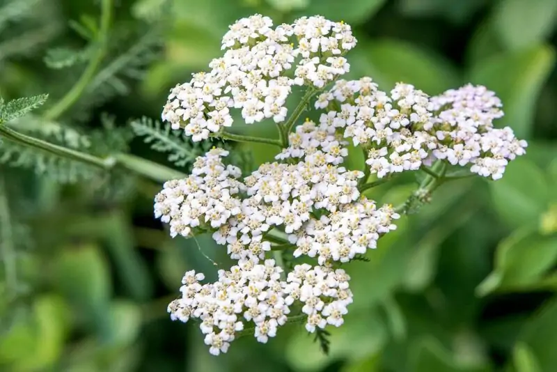 Yarrow Achillea millefolium