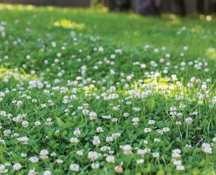 great amount of clover in grass