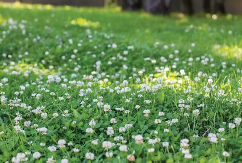 great amount of clover in grass