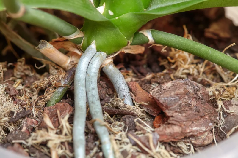 Absorbing Aerial Roots orchid