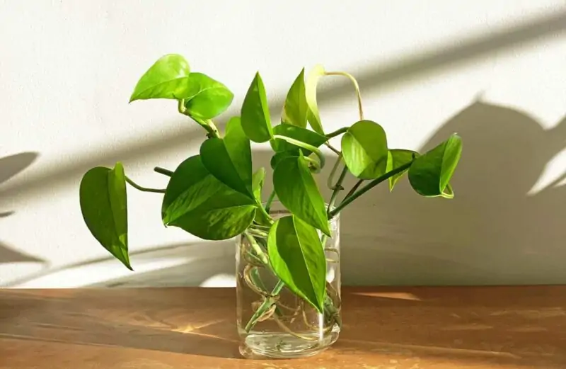 Climbing aerial roots golden pothos