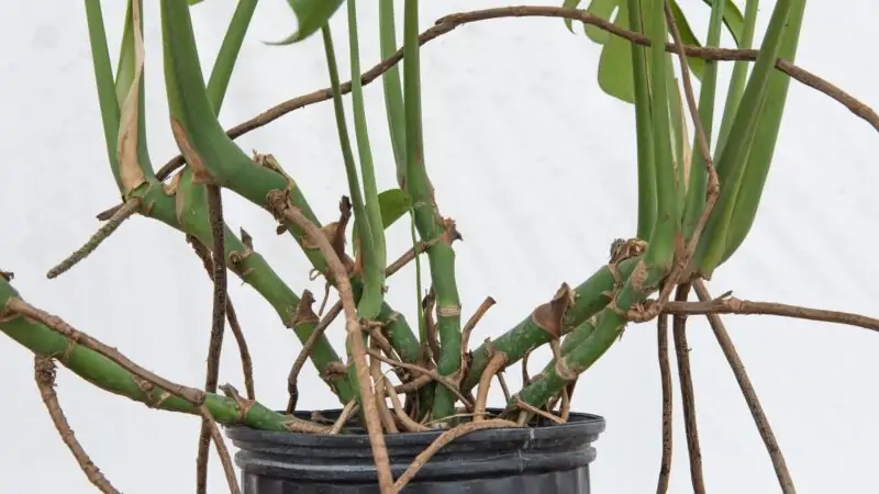 aerial roots monstera