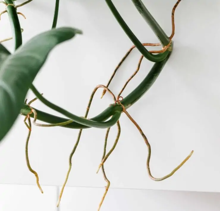 what are aerial roots