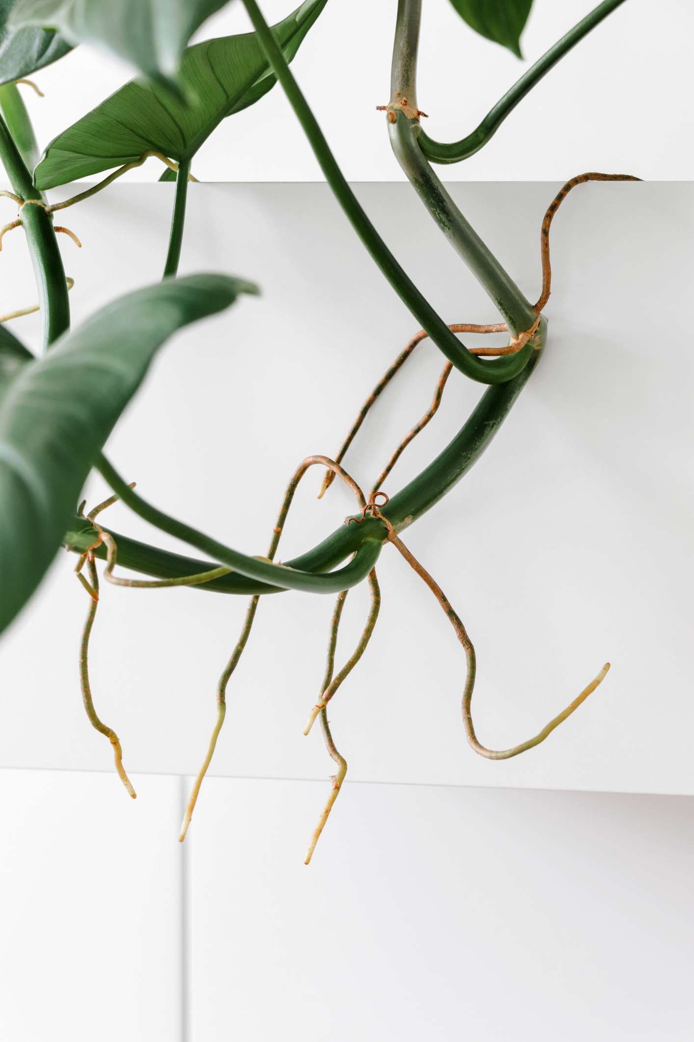What are Aerial Roots? Unraveling the Mystery of Houseplants