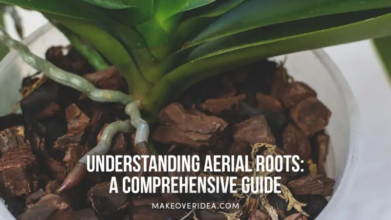 what is aerial roots