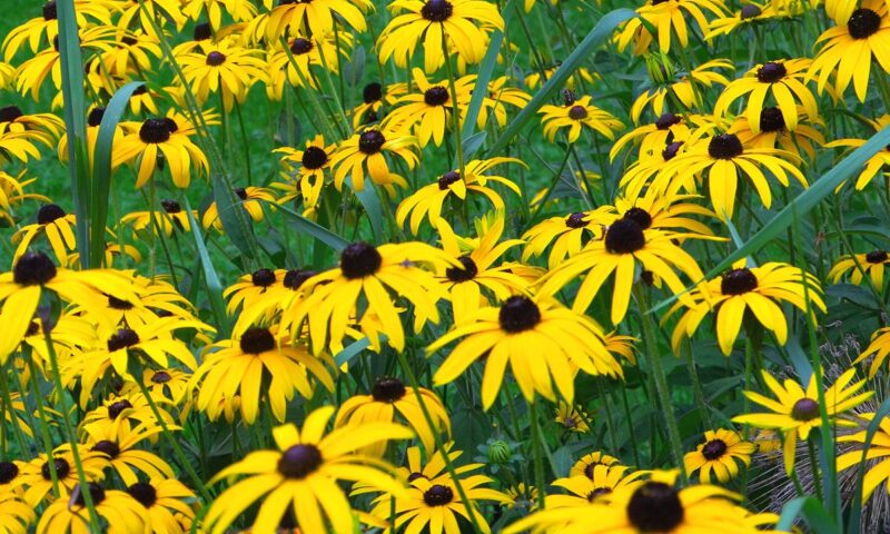 Black eyed Susan