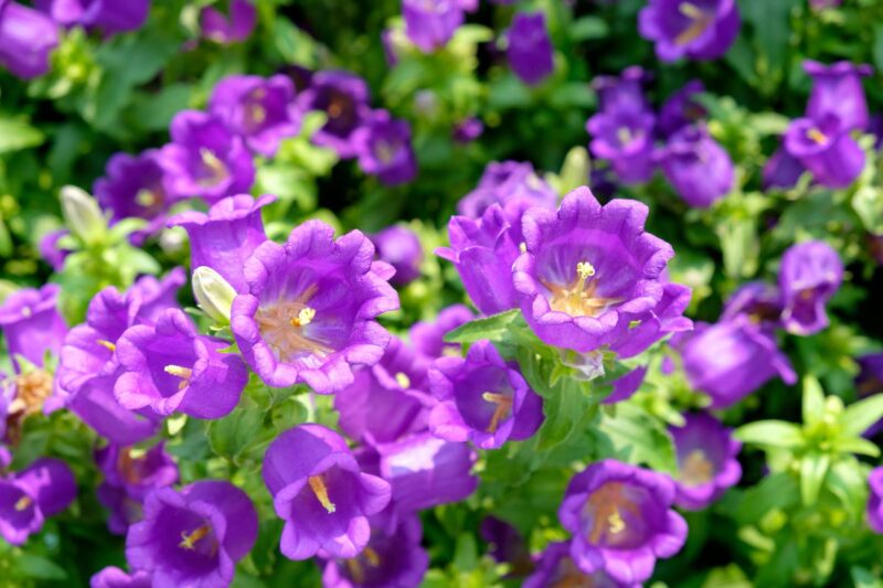 Canterbury Bells