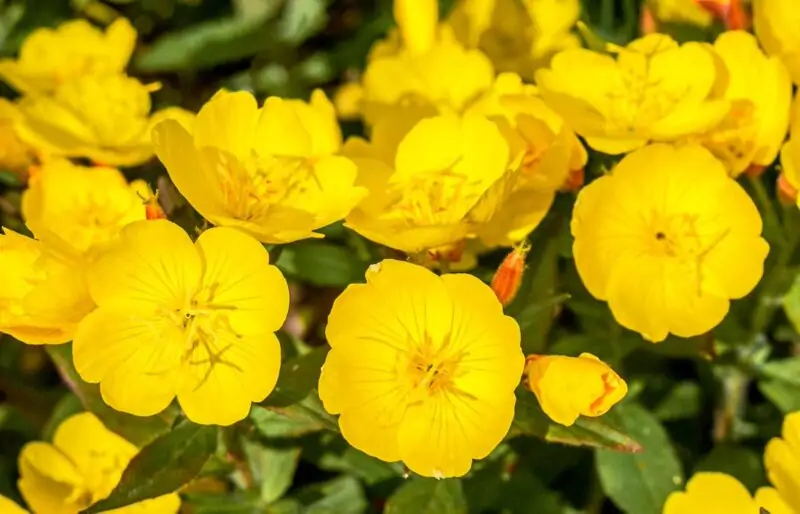 Evening Primrose