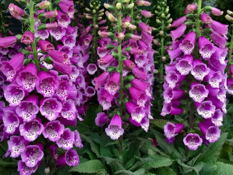 Foxglove