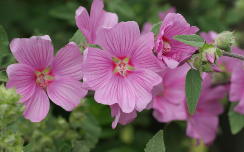 Hollyhock