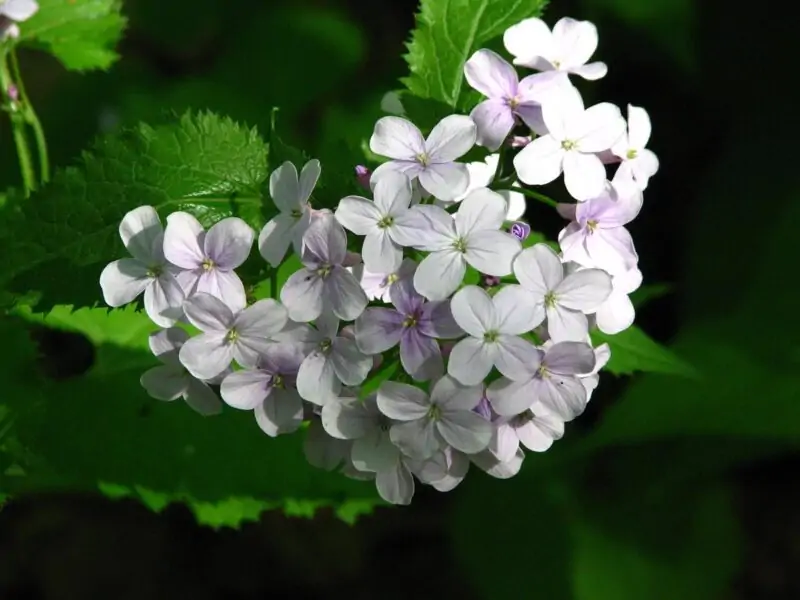 Lunaria