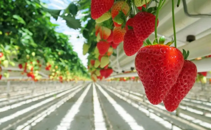 Hydroponic Strawberries