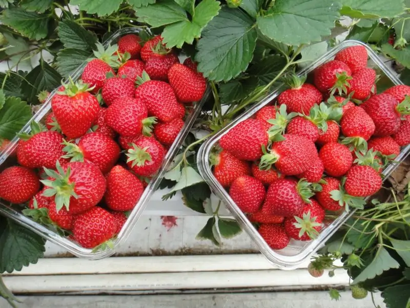 Hydroponic Strawberries Frash