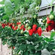 hydroponic strawberries