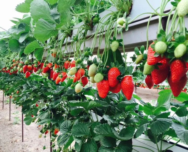 hydroponic strawberries