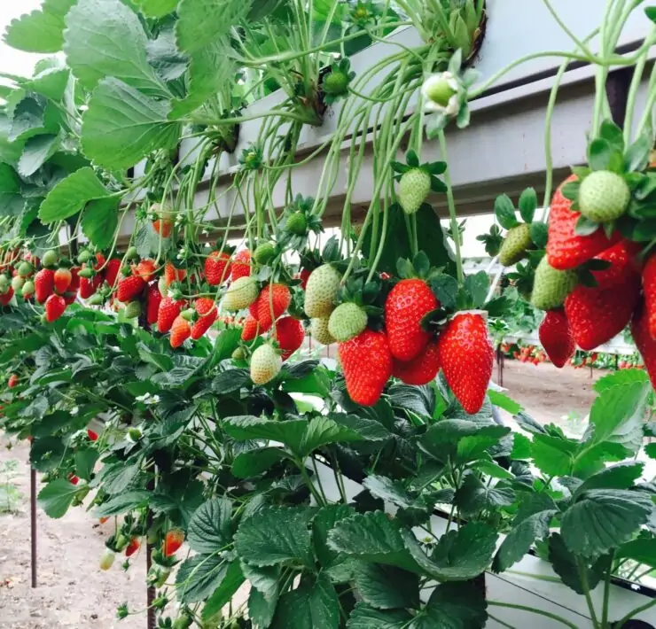 hydroponic strawberries