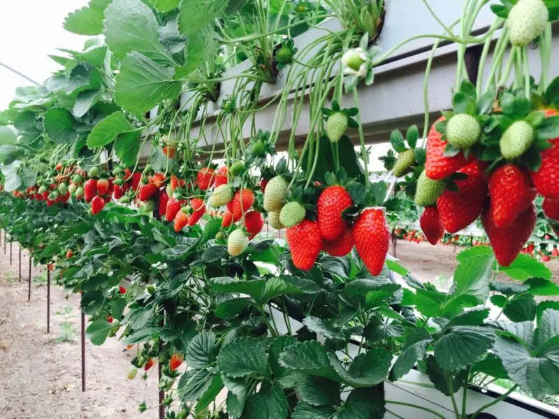 hydroponic strawberries