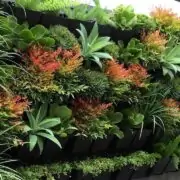 ornamental plants