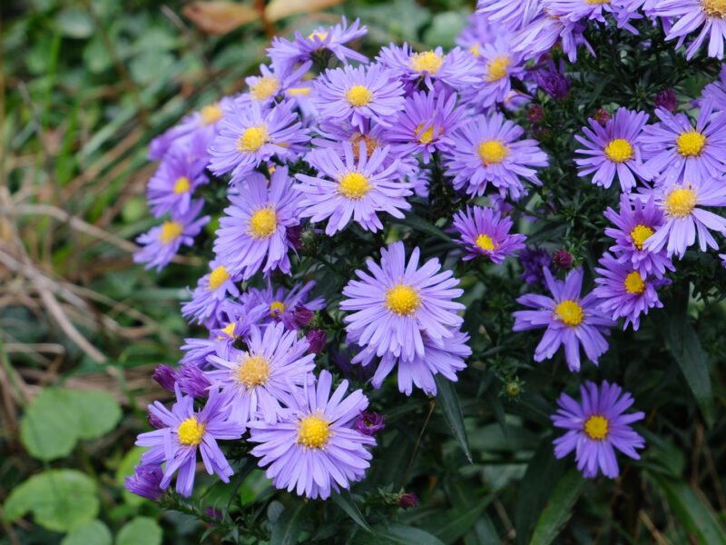 Aster