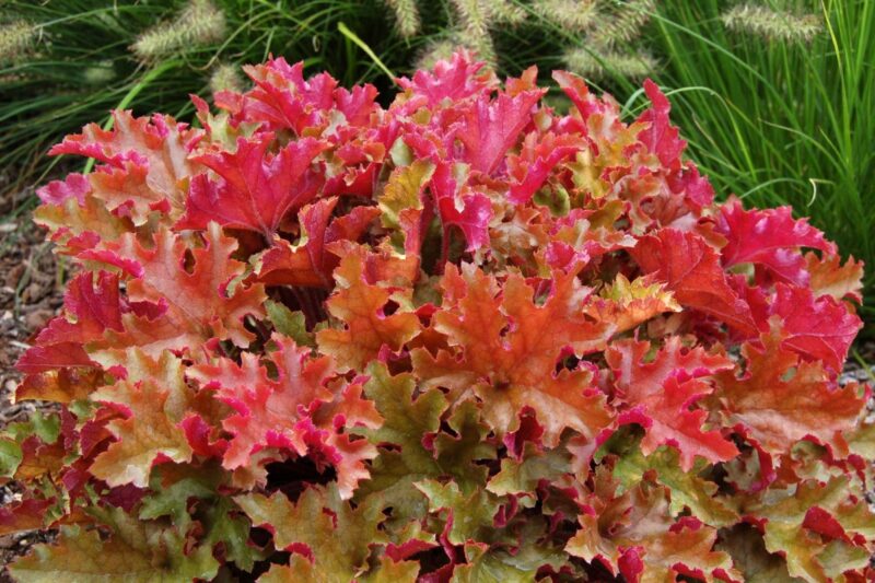 Coral Bells