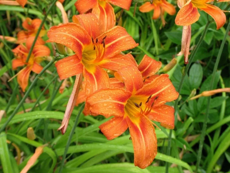 Daylily