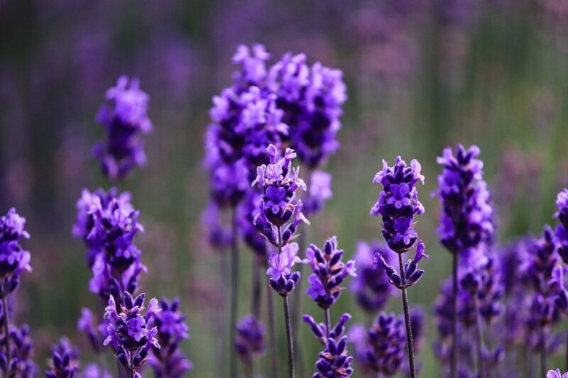 Lavender