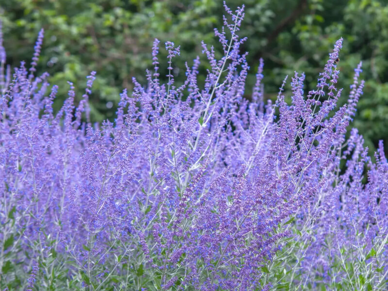 Russian Sage