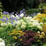 perennial plants