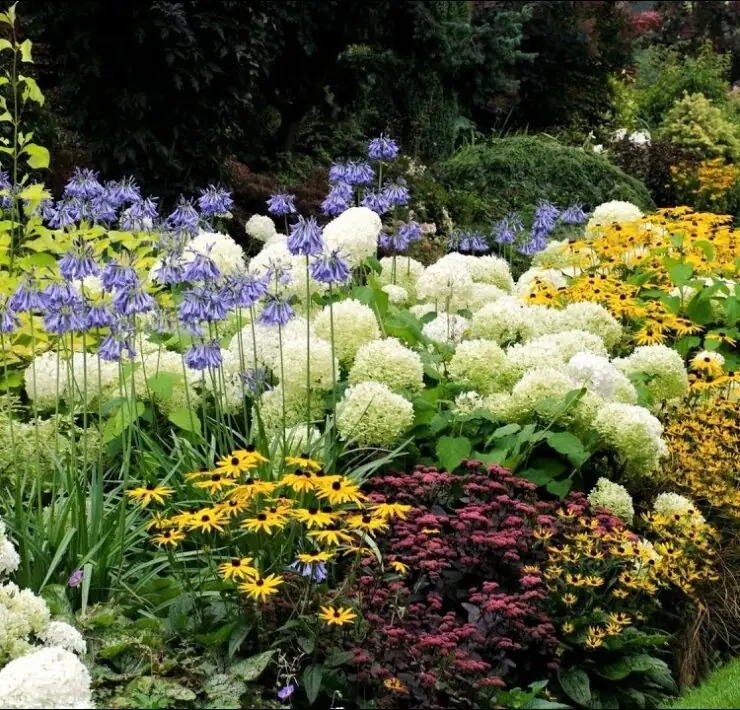 perennial plants