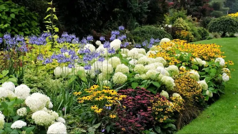 perennial plants