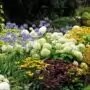 perennial plants