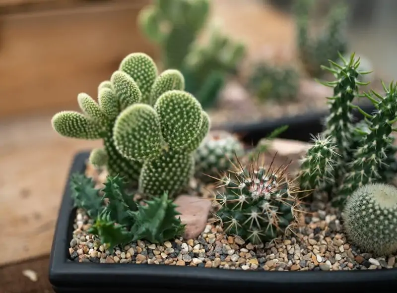 cacti plants