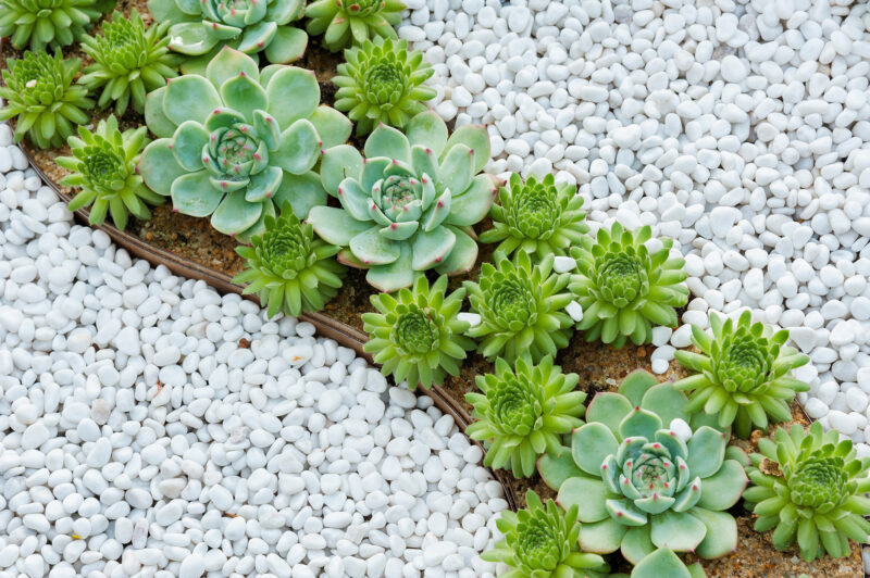 outdoor succulents