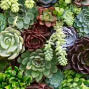 succulent plants