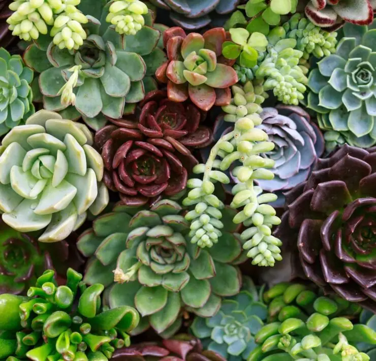 succulent plants