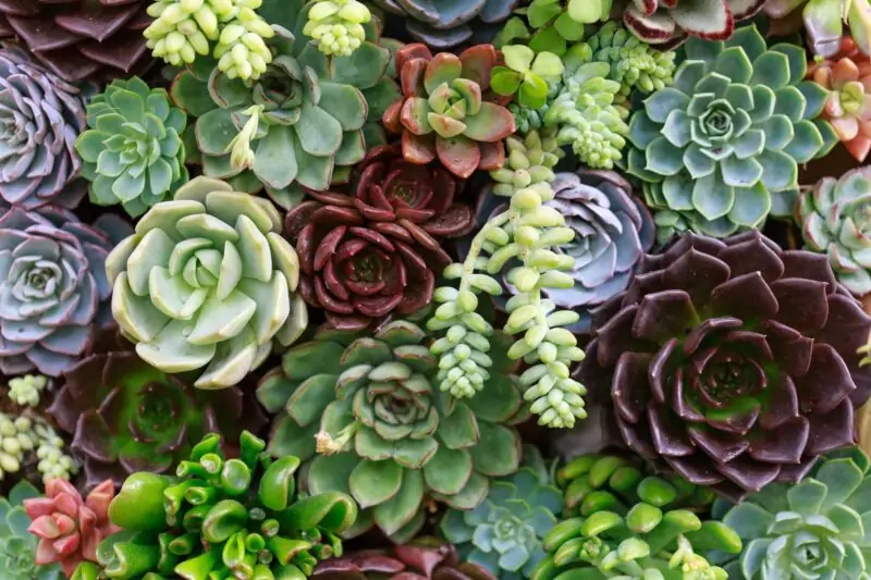 succulent plants