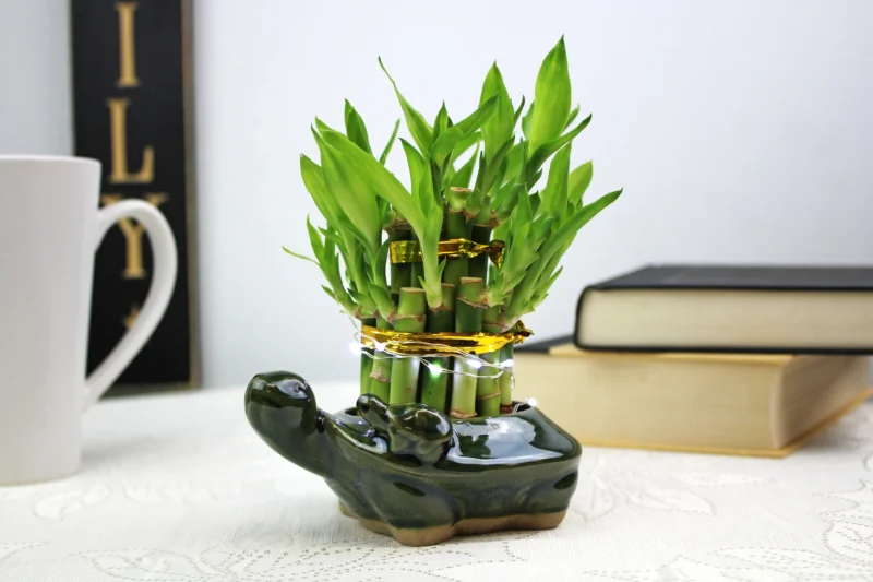 lucky bamboo plants