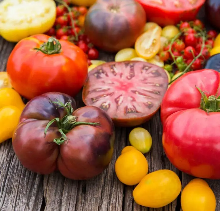 sweetest tomatoes