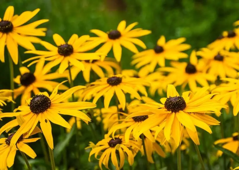 Black eyed Susan