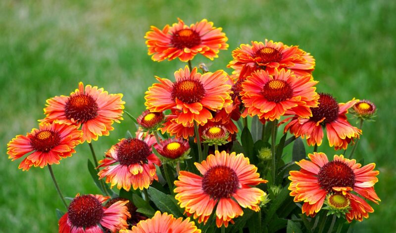 Blanket Flower