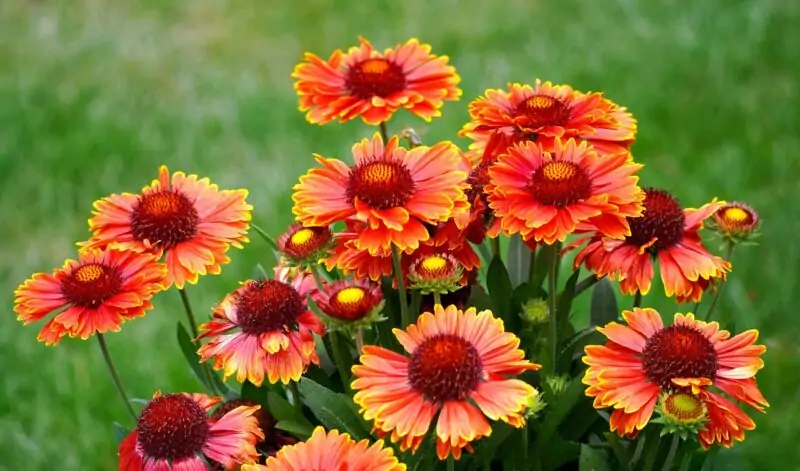 Blanket Flower