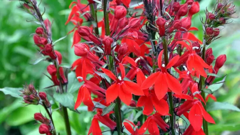 Cardinal Flower