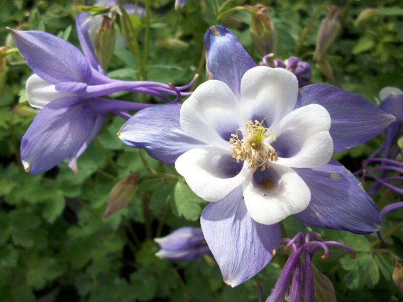 Columbine