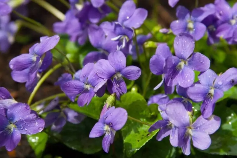 Common Blue Violet