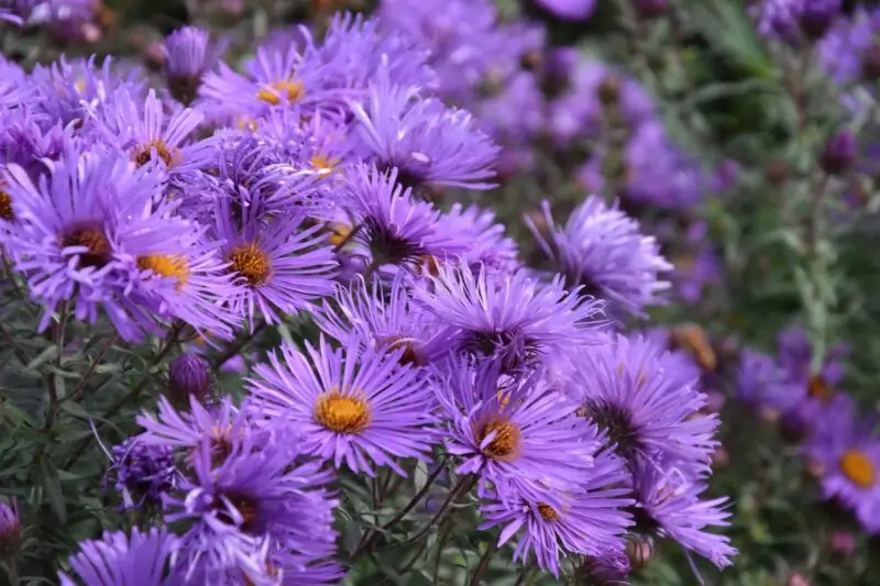 New England Aster