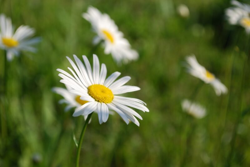 Oxeye Daisy